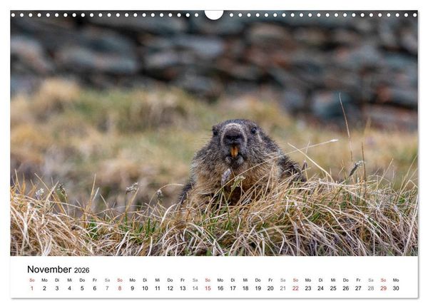 Produktbild: Gr&uuml;&szlig;e aus K&auml;rnten (Wandkalender 2026 DIN A3 quer), CALVENDO Monatskalender