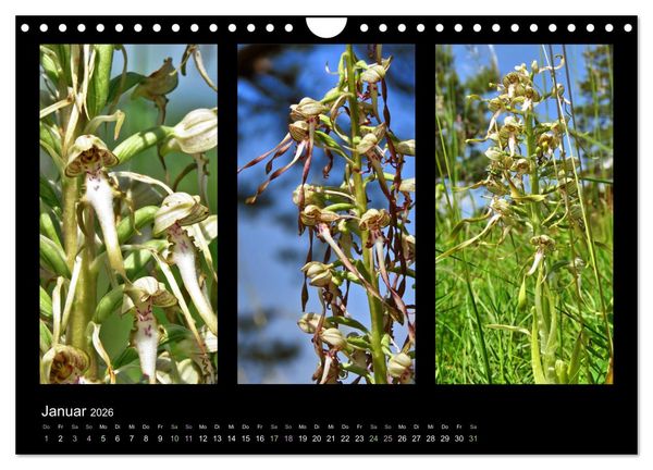 Produktbild: Heimische Orchideen im Dreierpack (Wandkalender 2026 DIN A4 quer), CALVENDO Monatskalender