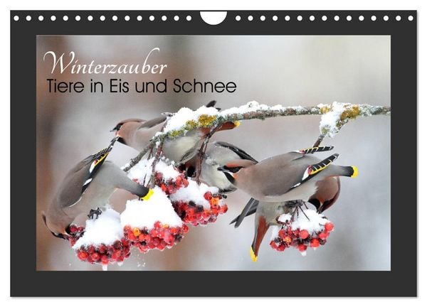Produktbild: Winterzauber - Tiere in Eis und Schnee (Wandkalender 2026 DIN A4 quer), CALVENDO Monatskalender