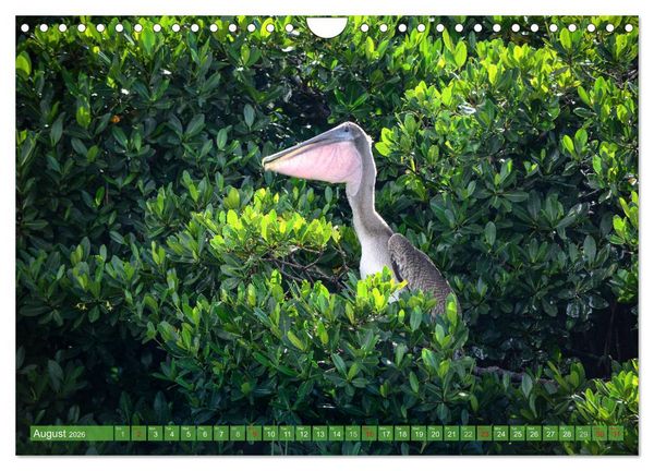 Produktbild: Florida &ndash; sunny beaches and mysterious swamps (Wall Calendar 2026 DIN A4 landscape), CALVENDO 12 Month Wall Calendar