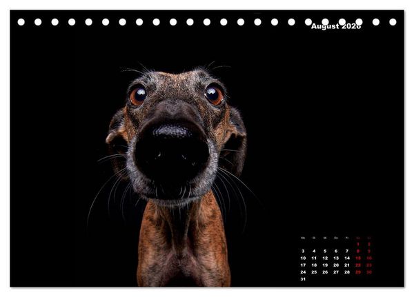 Produktbild: Die Stimme der Windhunde (Tischkalender 2026 DIN A5 quer), CALVENDO Monatskalender