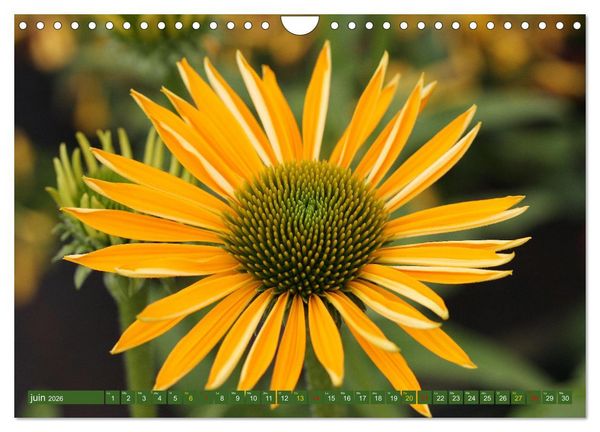 Produktbild: La beaut&eacute; des fleurs (Calendrier mural 2026 DIN A4 vertical), CALVENDO calendrier mensuel