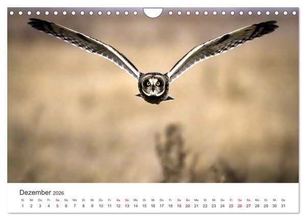 Produktbild: Eulen - Wachsame und geheimnisvolle Augen (Wandkalender 2026 DIN A4 quer), CALVENDO Monatskalender