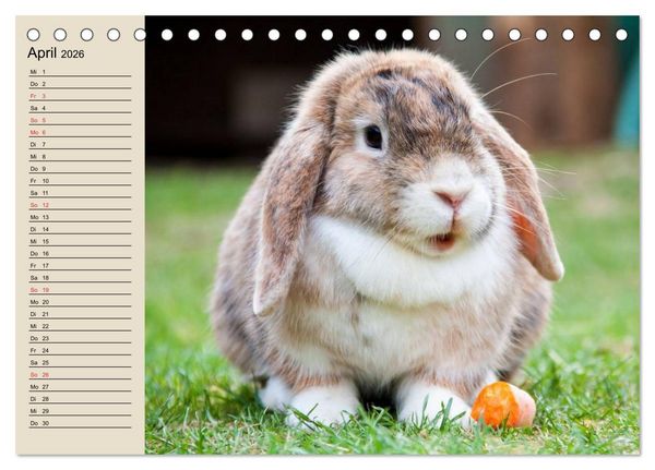 Produktbild: Kaninchen und Hasen (Tischkalender 2026 DIN A5 quer), CALVENDO Monatskalender