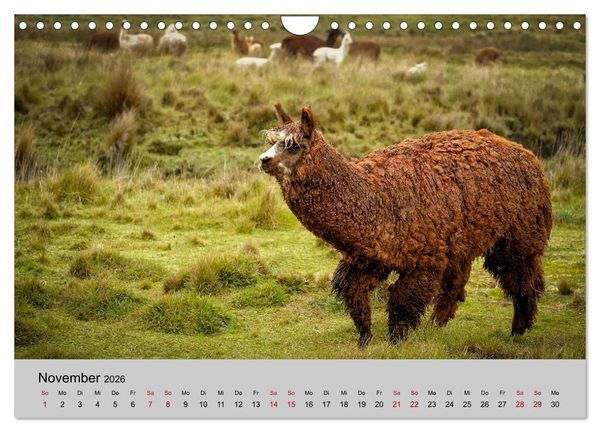 Produktbild: Unter Lamas und Alpakas (Wandkalender 2026 DIN A4 quer), CALVENDO Monatskalender