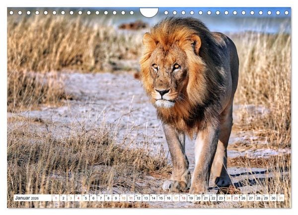 Produktbild: AUF BEUTEZUG (Wandkalender 2026 DIN A4 quer), CALVENDO Monatskalender