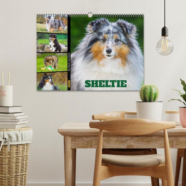 Produktbild: Sheltie - Ein St&uuml;ck vom Gl&uuml;ck (Wandkalender 2026 DIN A3 quer), CALVENDO Monatskalender