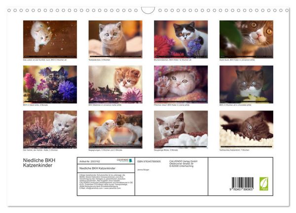 Produktbild: Niedliche BKH Katzenkinder (Wandkalender 2026 DIN A3 quer), CALVENDO Monatskalender