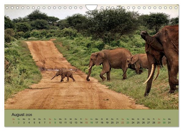 Produktbild: Safari Impressionen / Kenia (Wandkalender 2026 DIN A4 quer), CALVENDO Monatskalender