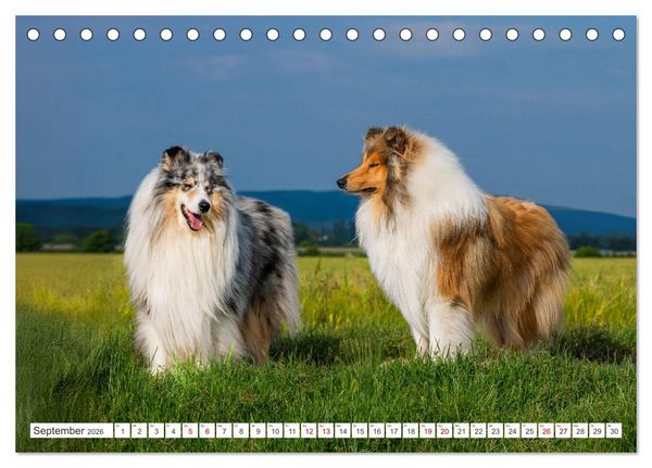 Produktbild: Der Collie - ein Hund f&uuml;rs Herz (Tischkalender 2026 DIN A5 quer), CALVENDO Monatskalender