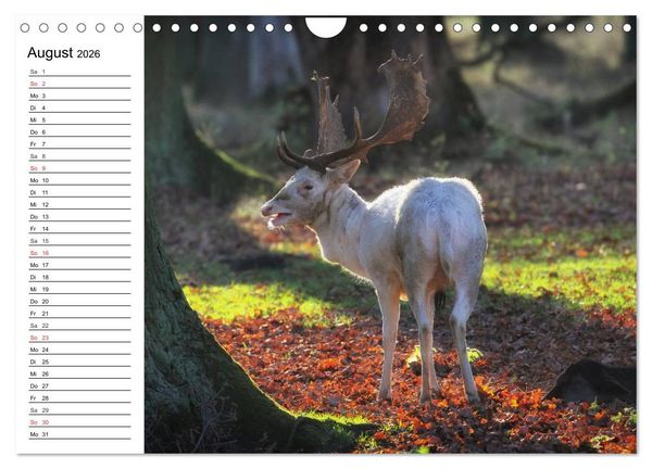 Produktbild: Hannover erleben (Wandkalender 2026 DIN A4 quer), CALVENDO Monatskalender