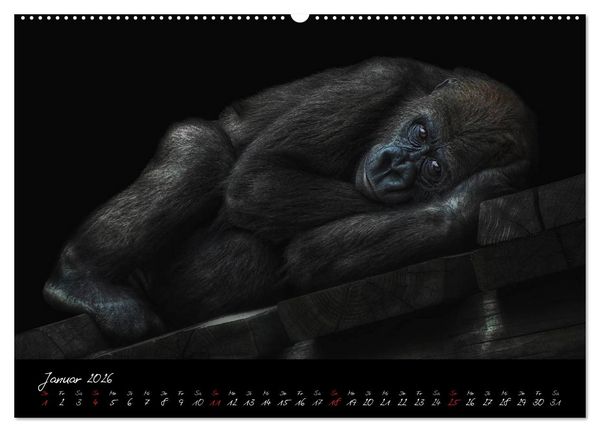 Produktbild: Gorilla (Wandkalender 2026 DIN A2 quer), CALVENDO Monatskalender