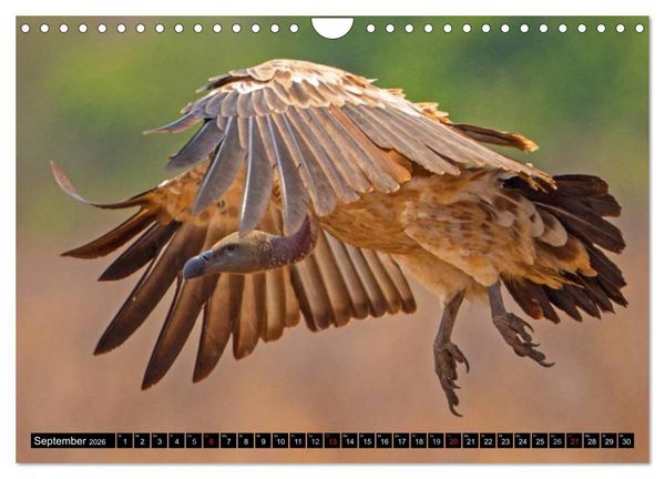 Produktbild: Safari durch das S&uuml;dliche Afrika (Wandkalender 2026 DIN A4 quer), CALVENDO Monatskalender