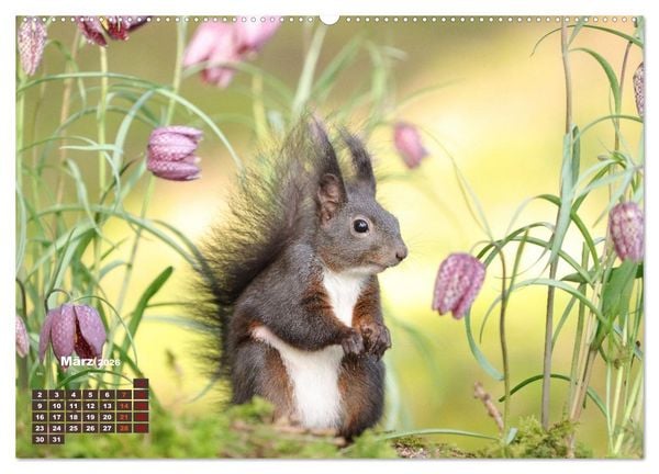 Produktbild: Das Eurasische Eichh&ouml;rnchen - Kunterbuntes Waldtreiben (Wandkalender 2026 DIN A2 quer), CALVENDO Monatskalender