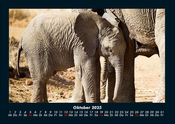 Produktbild: Elefanten - Die sanften Riesen Afrikas 2025 Fotokalender DIN A4