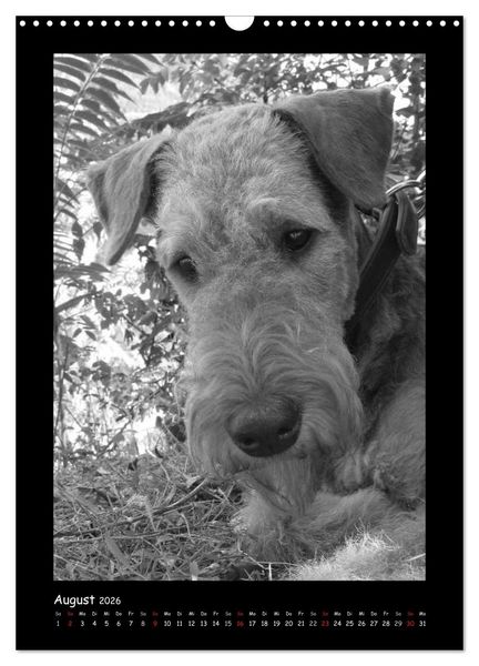 Produktbild: Der Airedale: Portraits eines "Dickkopfes" (Wandkalender 2026 DIN A3 hoch), CALVENDO Monatskalender