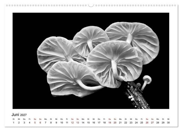 Produktbild: Die grafische Sch&ouml;nheit der Pflanzen &ndash; Schwarz-Wei&szlig; (Wandkalender 2027 DIN A2 quer), CALVENDO Monatskalender