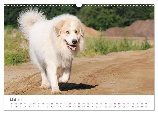 Produktbild: Pyren&auml;enberghunde (Wandkalender 2026 DIN A3 quer), CALVENDO Monatskalender
