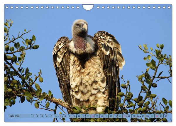 Produktbild: Wildtierparadies Afrika - Eine Foto-Reise durch die Savannen (Wandkalender 2026 DIN A4 quer), CALVENDO Monatskalender