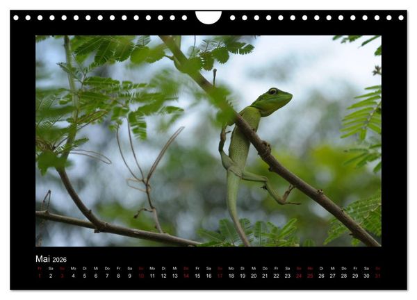 Produktbild: SUMATRA Abenteuer Regenwald (Wandkalender 2026 DIN A4 quer), CALVENDO Monatskalender