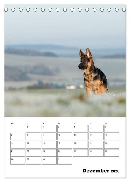 Produktbild: Deutsche Sch&auml;ferhundwelpen zum Verlieben (Tischkalender 2026 DIN A5 hoch), CALVENDO Monatskalender