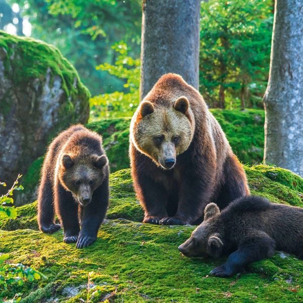 Produktbild: Bears 2027