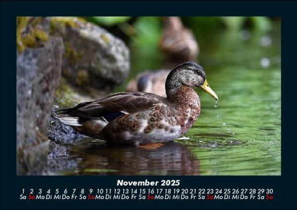 Produktbild: Enten 2025 Fotokalender DIN A5