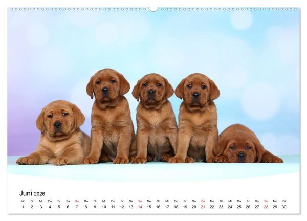 Produktbild: Labrador Welpen - Labrador Puppies (hochwertiger Premium Wandkalender 2026 DIN A2 quer), Kunstdruck in Hochglanz