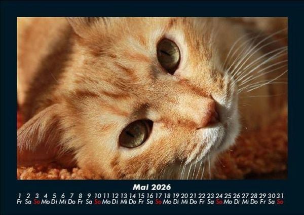 Produktbild: F&uuml;r Katzenfreunde 2026 Fotokalender DIN A5