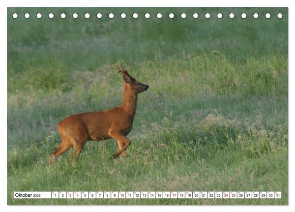 Produktbild: Anmut mit sanften Augen - Rehwild in der freien Natur (Tischkalender 2026 DIN A5 quer), CALVENDO Monatskalender