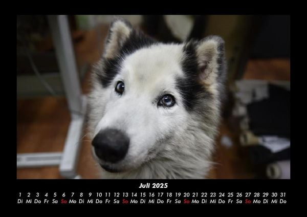 Produktbild: Hundezauber 2025 Fotokalender DIN A3