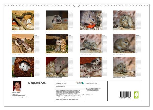 Produktbild: Mausebande (Wandkalender 2026 DIN A3 quer), CALVENDO Monatskalender