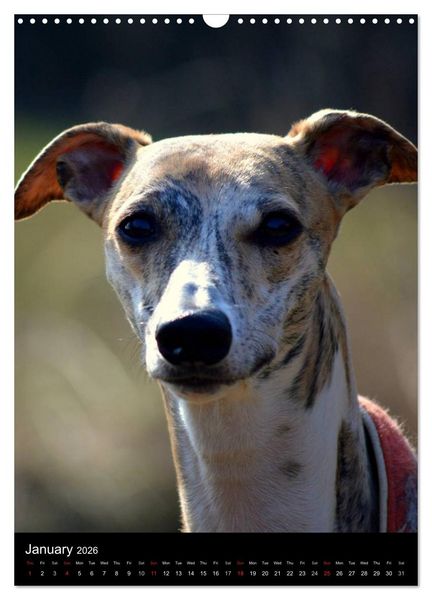 Produktbild: Beautiful Whippets (Wall Calendar 2026 DIN A3 portrait), CALVENDO 12 Month Wall Calendar