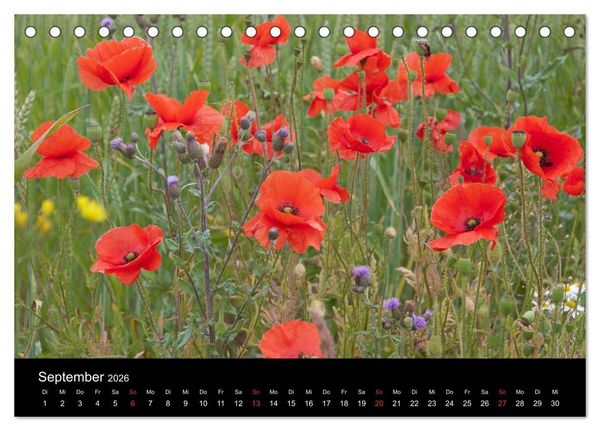 Produktbild: S&uuml;dschweden (Tischkalender 2026 DIN A5 quer), CALVENDO Monatskalender