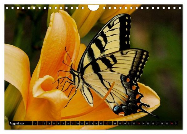 Produktbild: Insekten &bull; Bizarre Naturwunder (Wandkalender 2026 DIN A4 quer), CALVENDO Monatskalender