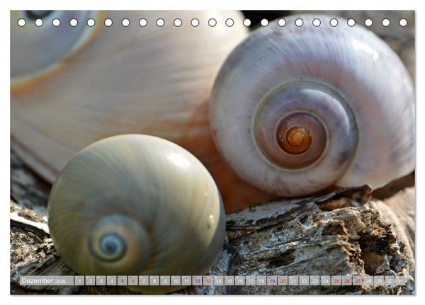 Produktbild: H&auml;user der Meere: Muscheln - Seeigel - Schnecken (Tischkalender 2026 DIN A5 quer), CALVENDO Monatskalender
