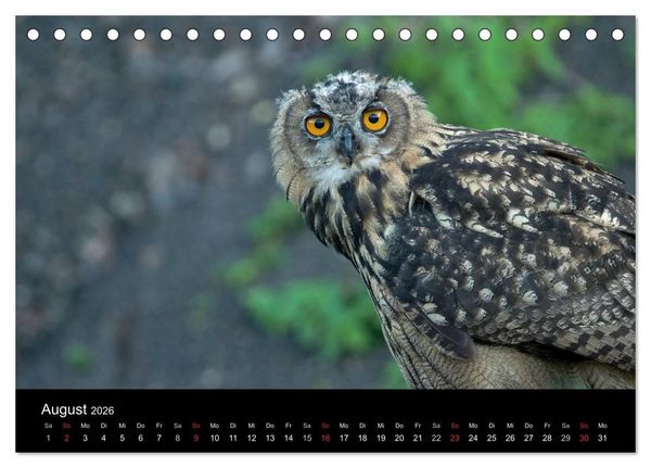 Produktbild: Uhu - K&ouml;nig der Nacht (Tischkalender 2026 DIN A5 quer), CALVENDO Monatskalender