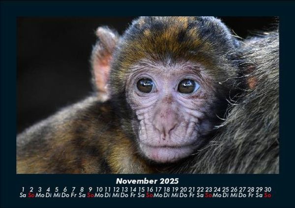 Produktbild: Tiere in der Wildnis 2025 Fotokalender DIN A5