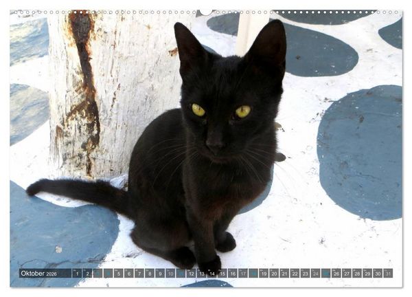 Produktbild: SAMTPFOTEN auf Mykonos (Wandkalender 2026 DIN A2 quer), CALVENDO Monatskalender