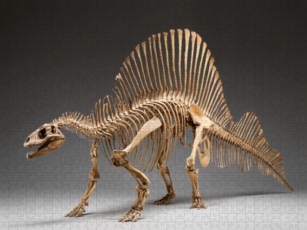 Produktbild: CALVENDO Puzzle Dinosaurier Spinosaurus-Skelett mit langem Kiefer und R&uuml;ckensegel | 1000 Teile Lege-Gr&ouml;&szlig;e 64x48cm Foto-Puzzle f&uuml;r gl&uuml;ckliche Stunden