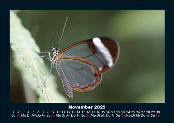 Produktbild: Bunte Pracht der Schmetterlinge 2025 Fotokalender DIN A5