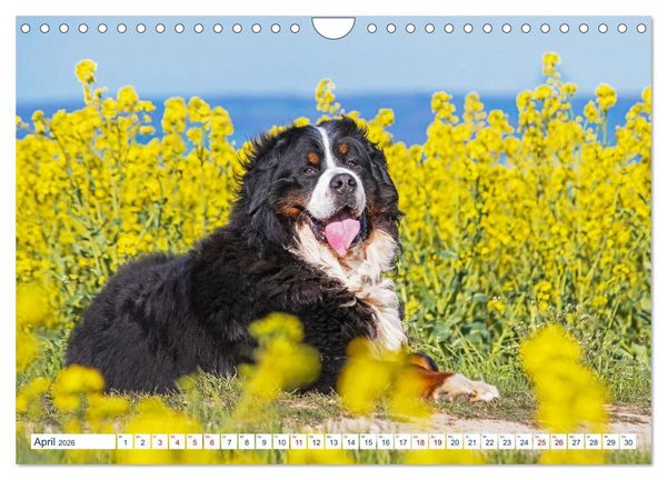 Produktbild: Berner Sennenhund - Ein Traum auf vier Pfoten (Wandkalender 2026 DIN A4 quer), CALVENDO Monatskalender