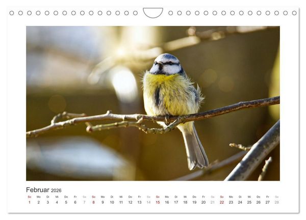 Produktbild: Gefiederte Garteng&auml;ste, Blaumeisen (Wandkalender 2026 DIN A4 quer), CALVENDO Monatskalender