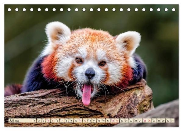 Produktbild: Kleiner Panda (Tischkalender 2026 DIN A5 quer), CALVENDO Monatskalender