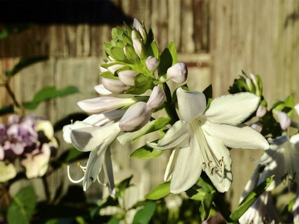Produktbild: CALVENDO Puzzle Dufthosta 'Fragrant Bouquet' | 1000 Teile Lege-Gr&ouml;&szlig;e 64x48cm Foto-Puzzle f&uuml;r gl&uuml;ckliche Stunden