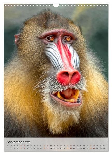 Produktbild: Tiere - K&ouml;pfe mit Charakter (Wandkalender 2026 DIN A3 hoch), CALVENDO Monatskalender