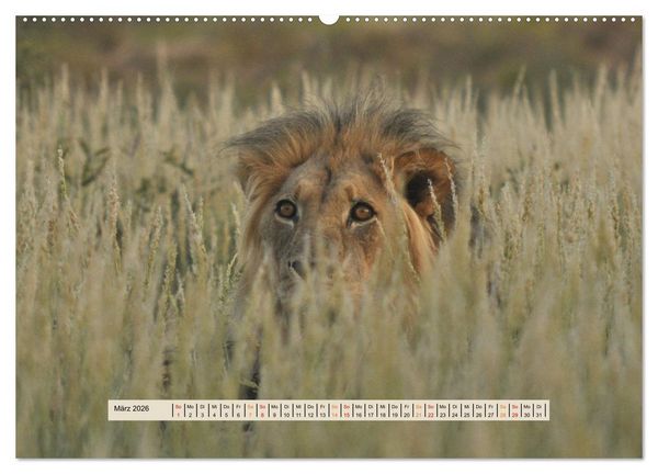 Produktbild: Kgalagadi-Durstland (hochwertiger Premium Wandkalender 2026 DIN A2 quer), Kunstdruck in Hochglanz