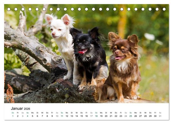 Produktbild: Chihuahuas - kleine Herzensbrecher (Tischkalender 2026 DIN A5 quer), CALVENDO Monatskalender