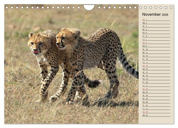 Produktbild: Geparden - Ein Leben in Afrika (Wandkalender 2026 DIN A4 quer), CALVENDO Monatskalender