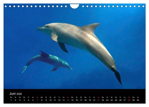 Produktbild: Tr&auml;ume unter Wasser (Wandkalender 2026 DIN A4 quer), CALVENDO Monatskalender